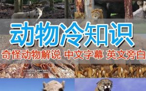 外面卖1699的国外纪录片解说（动物解说、美食、动画片）稳过中视频-晟哥学社资源库